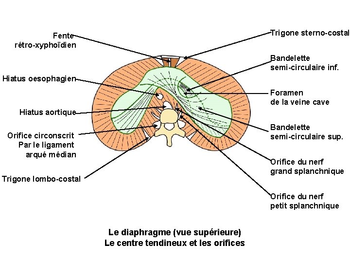 Trigone sterno-costal Fente rétro-xyphoïdien Bandelette semi-circulaire inf. Hiatus oesophagien Foramen de la veine cave