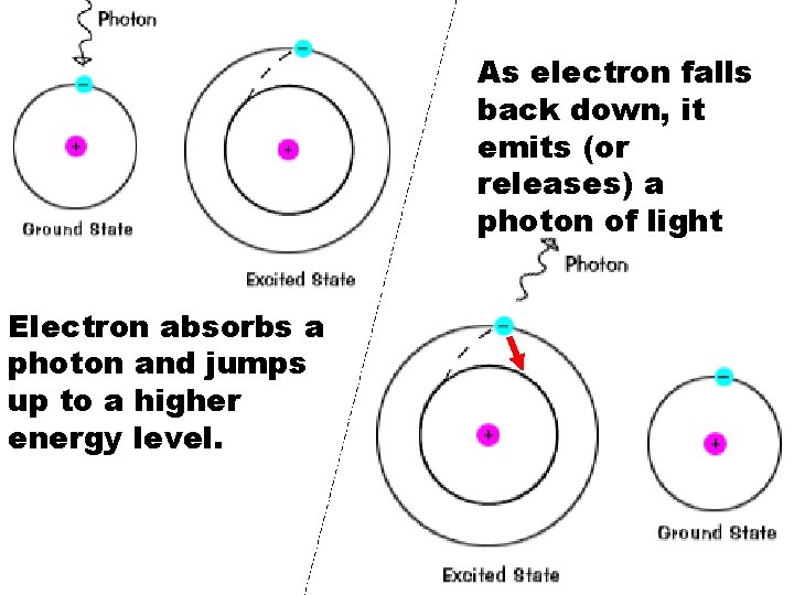 As electron falls back down, it emits (or releases) a photon of light Electron