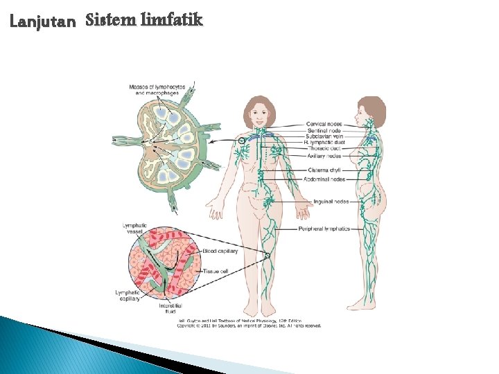 Lanjutan Sistem limfatik 