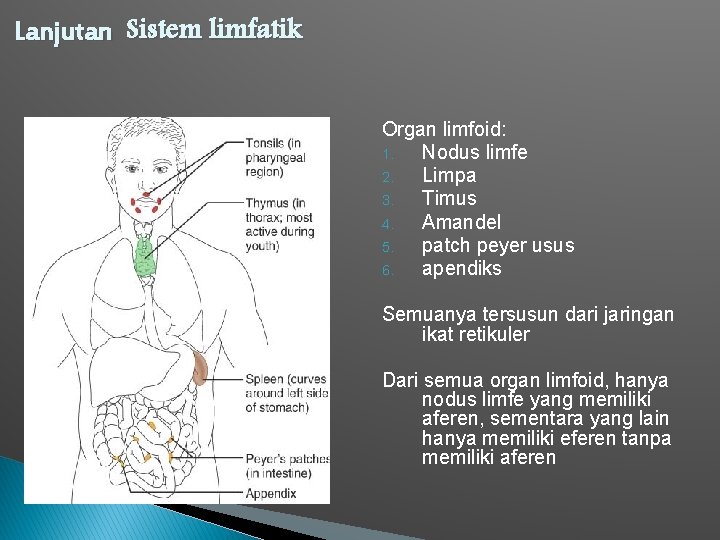 Lanjutan Sistem limfatik Organ limfoid: 1. Nodus limfe 2. Limpa 3. Timus 4. Amandel