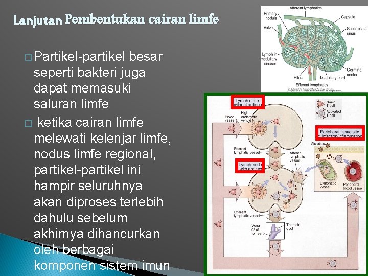 Lanjutan Pembentukan cairan limfe � Partikel-partikel besar seperti bakteri juga dapat memasuki saluran limfe