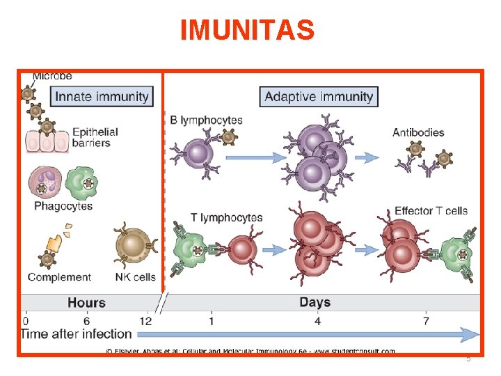 IMUNITAS 5 