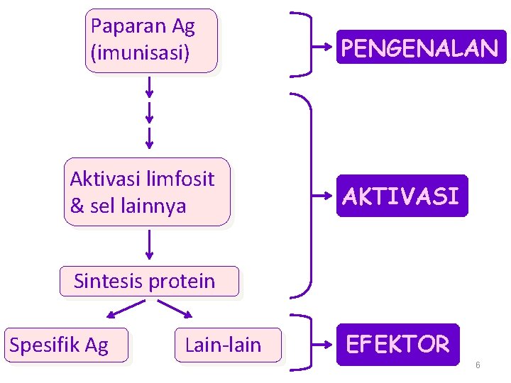 Paparan Ag (imunisasi) Aktivasi limfosit & sel lainnya PENGENALAN AKTIVASI Sintesis protein Spesifik Ag