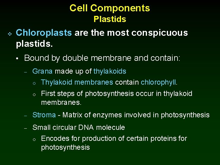 Cell Components Plastids v Chloroplasts are the most conspicuous plastids. • Bound by double