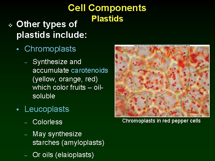 Cell Components v Other types of plastids include: Plastids • Chromoplasts – Synthesize and