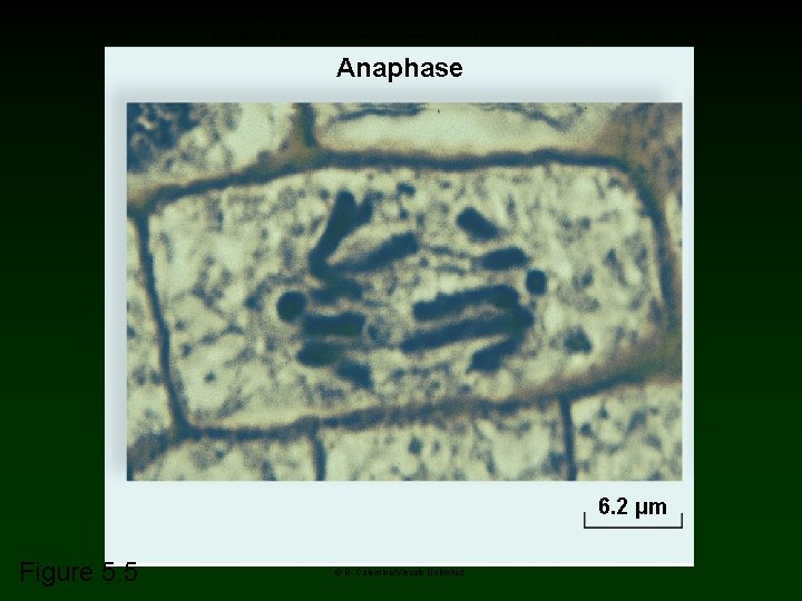 Copyright © The Mc. Graw-Hill Companies, Inc. Permission required for reproduction or display. Anaphase