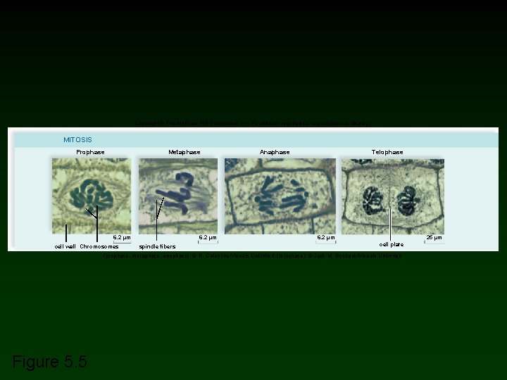 Copyright © The Mc. Graw-Hill Companies, Inc. Permission required for reproduction or display. MITOSIS