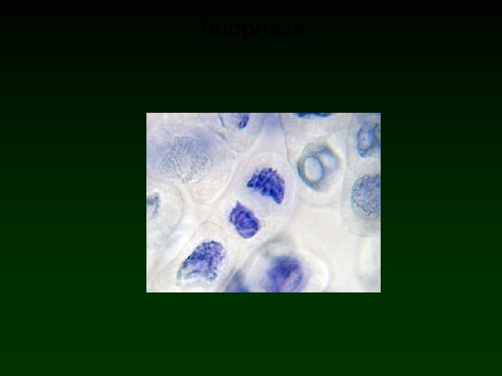 Telophase 