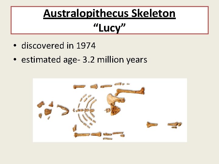 Australopithecus Skeleton “Lucy” • discovered in 1974 • estimated age- 3. 2 million years