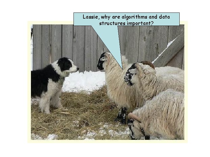 Lassie, why are algorithms and data structures important? 