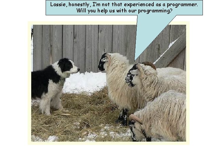 Lassie, honestly, I’m not that experienced as a programmer. Will you help us with