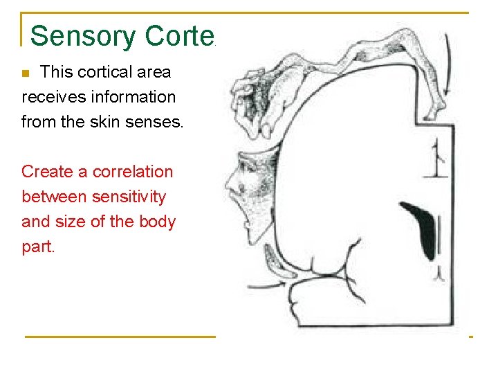 Sensory Cortex This cortical area receives information from the skin senses. n Create a
