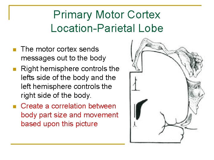 Primary Motor Cortex Location-Parietal Lobe n n n The motor cortex sends messages out