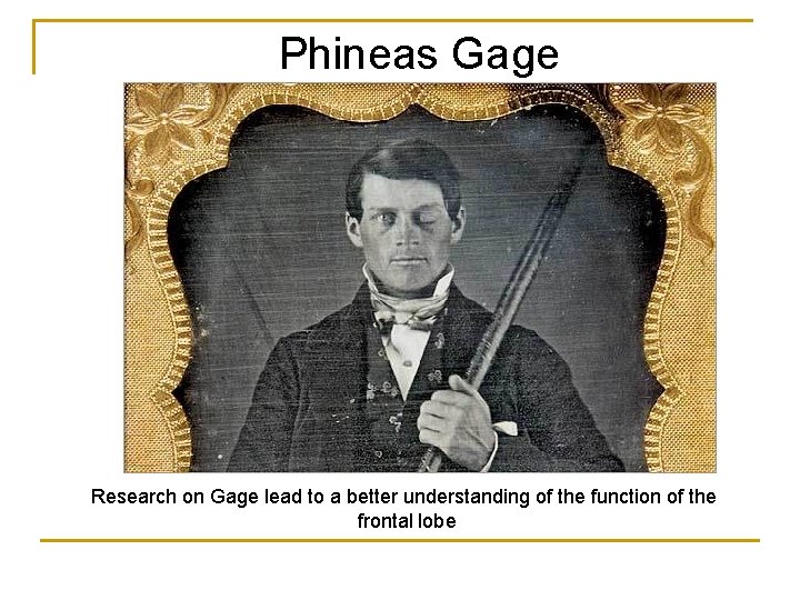 Phineas Gage Research on Gage lead to a better understanding of the function of