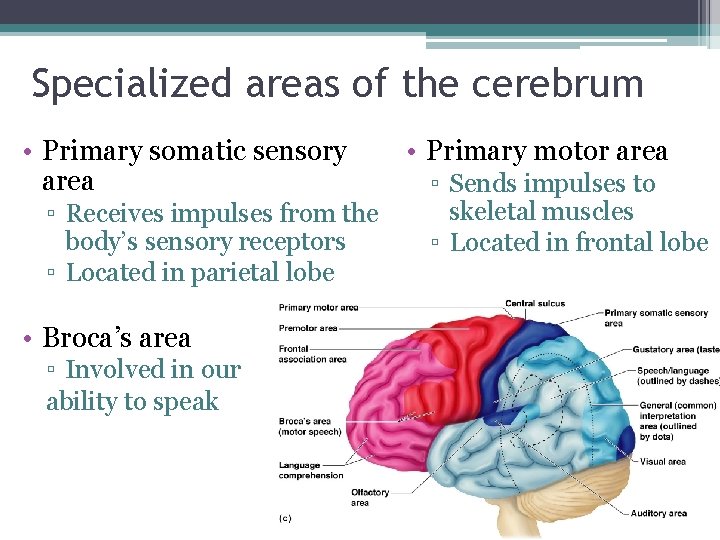 Specialized areas of the cerebrum • Primary somatic sensory area ▫ Receives impulses from