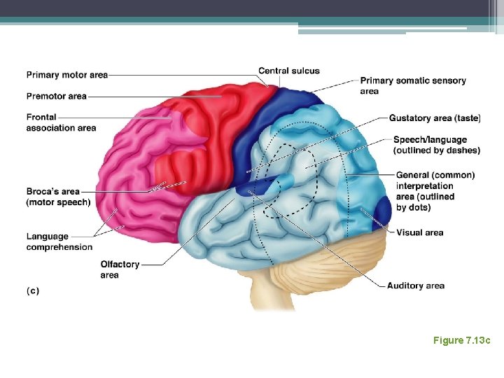 Regions of the Brain: Cerebrum Figure 7. 13 c 