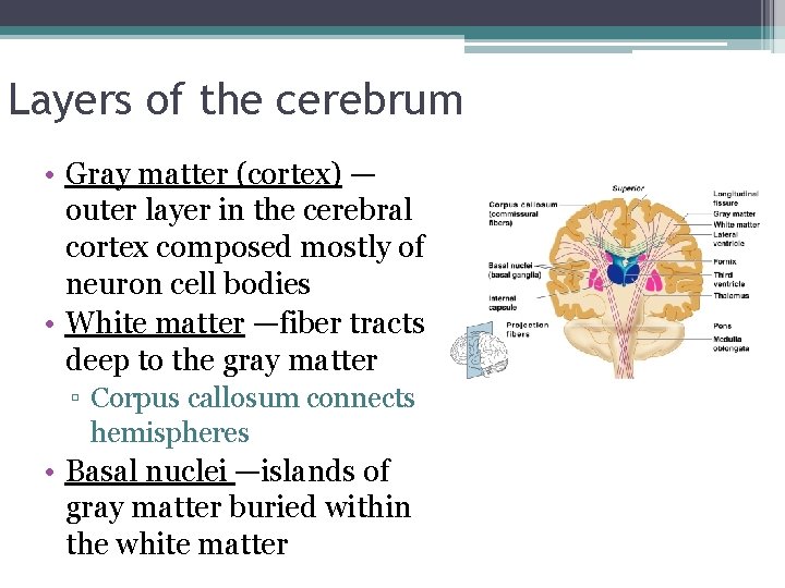 Layers of the cerebrum • Gray matter (cortex) — outer layer in the cerebral