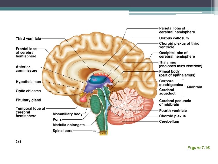 Regions of the Brain: Diencephalon Figure 7. 16 