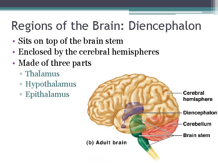 Regions of the Brain: Diencephalon • Sits on top of the brain stem •