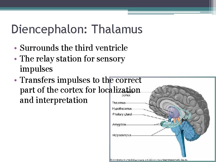 Diencephalon: Thalamus • Surrounds the third ventricle • The relay station for sensory impulses