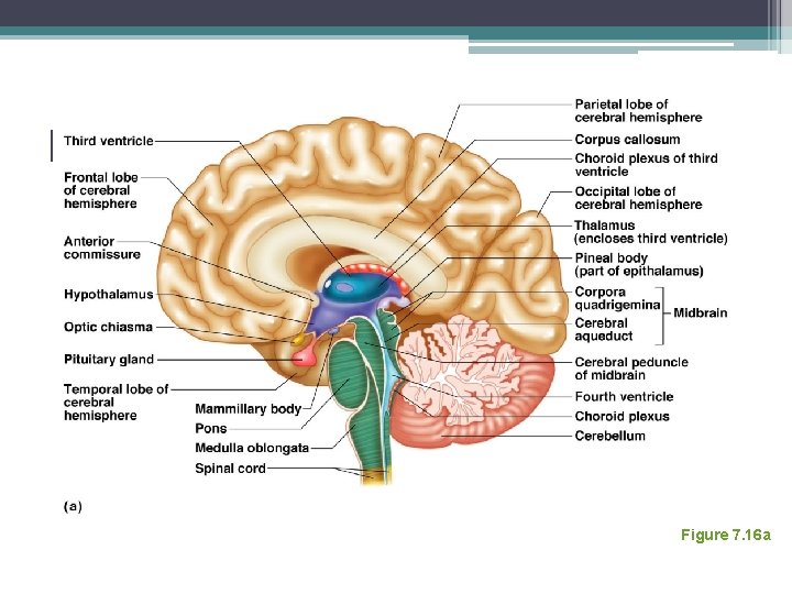 Regions of the Brain: Diencephalon Figure 7. 16 a 