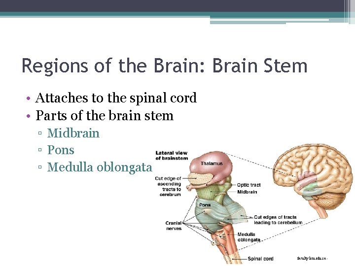 Regions of the Brain: Brain Stem • Attaches to the spinal cord • Parts