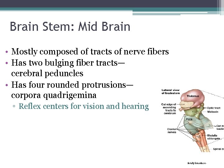 Brain Stem: Mid Brain • Mostly composed of tracts of nerve fibers • Has