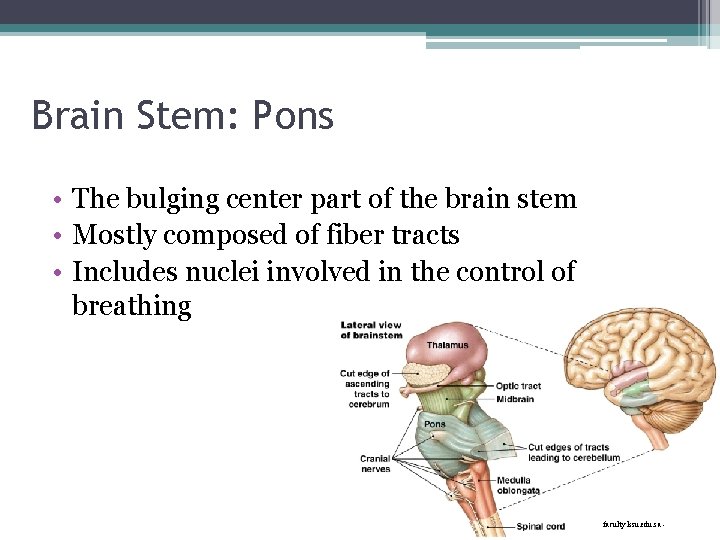 Brain Stem: Pons • The bulging center part of the brain stem • Mostly