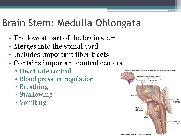 Brain Stem: Medulla Oblongata • • The lowest part of the brain stem Merges