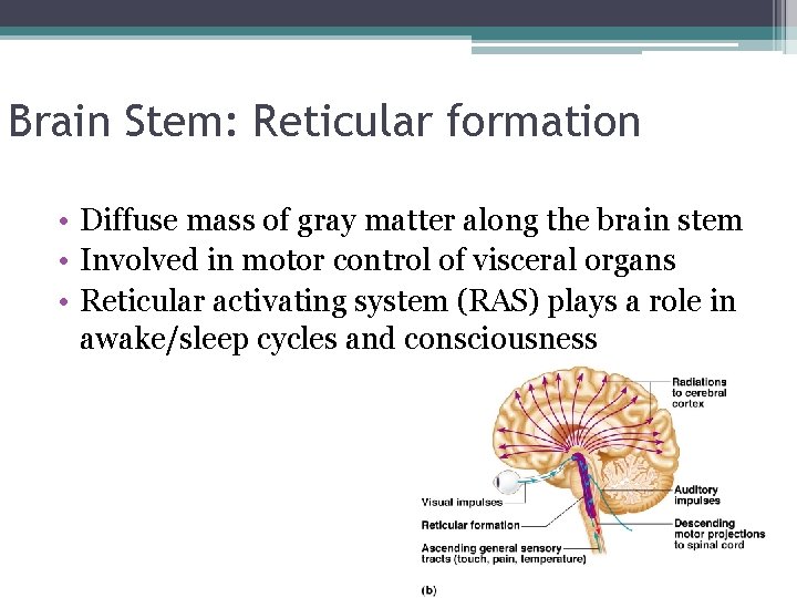 Brain Stem: Reticular formation • Diffuse mass of gray matter along the brain stem