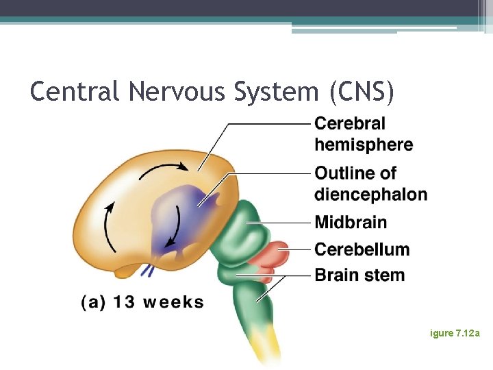 Central Nervous System (CNS) Figure 7. 12 a 