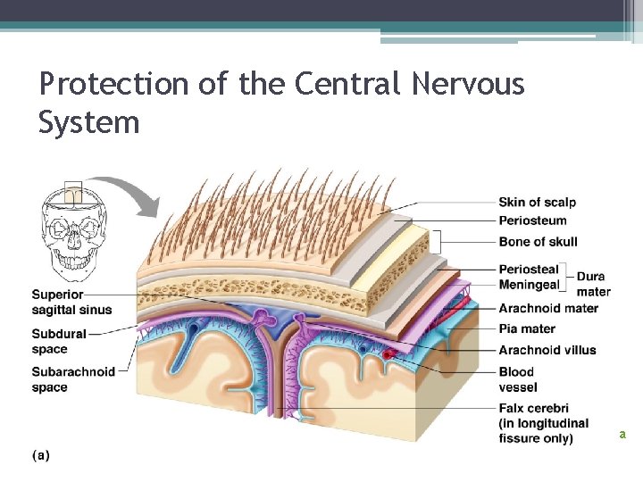 Protection of the Central Nervous System Figure 7. 17 a 