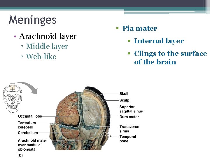 Meninges • Arachnoid layer ▫ Middle layer ▫ Web-like § Pia mater § Internal