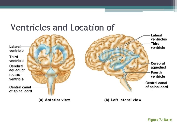 Ventricles and Location of the Cerebrospinal Fluid Figure 7. 18 a–b 