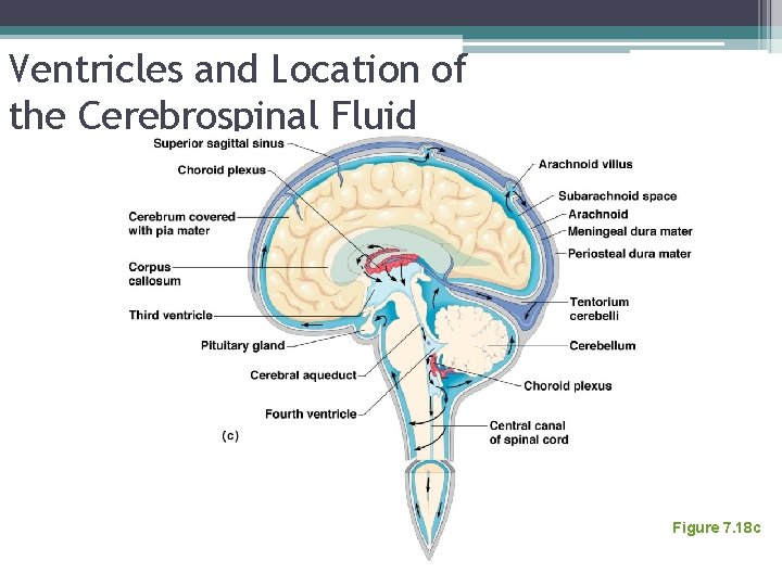 Ventricles and Location of the Cerebrospinal Fluid Figure 7. 18 c 