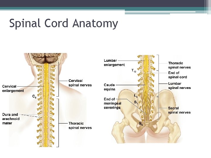 Spinal Cord Anatomy 