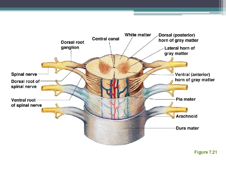 Spinal Cord Anatomy Figure 7. 21 
