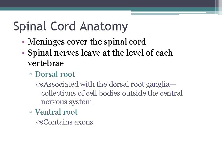 Spinal Cord Anatomy • Meninges cover the spinal cord • Spinal nerves leave at