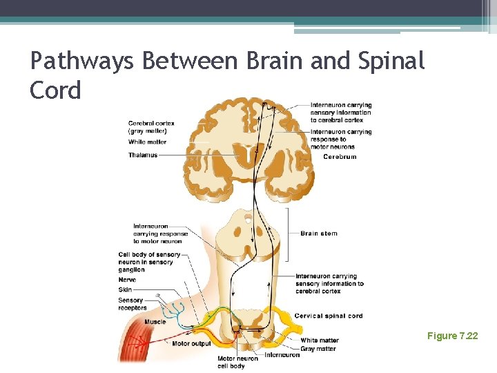 Pathways Between Brain and Spinal Cord Figure 7. 22 