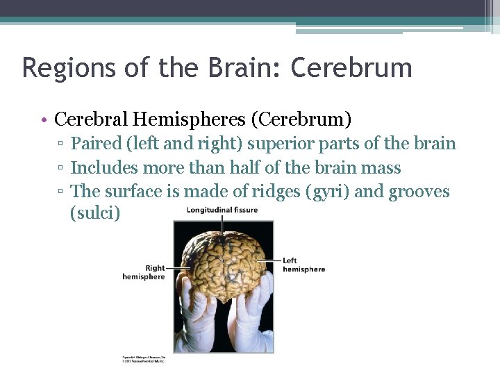 Regions of the Brain: Cerebrum • Cerebral Hemispheres (Cerebrum) ▫ Paired (left and right)