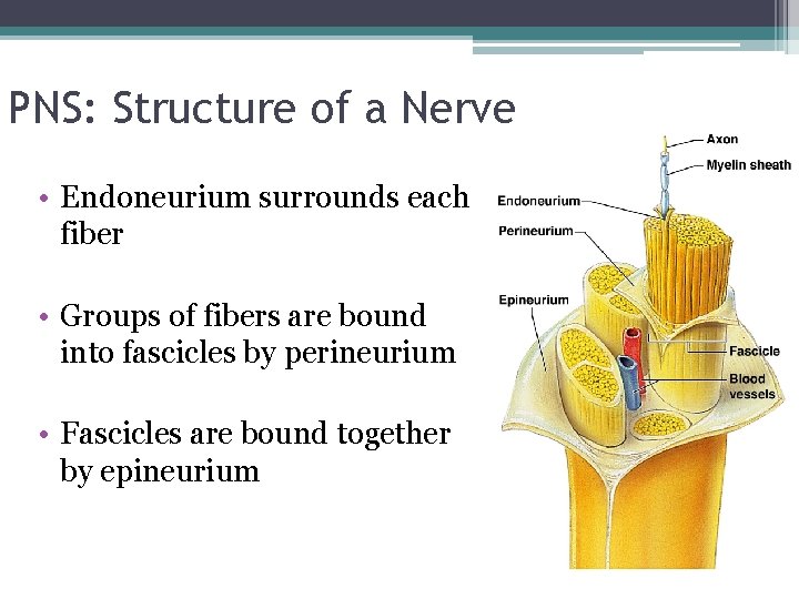 PNS: Structure of a Nerve • Endoneurium surrounds each fiber • Groups of fibers