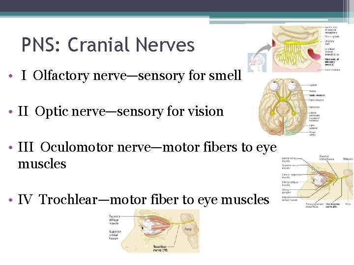 PNS: Cranial Nerves • I Olfactory nerve—sensory for smell • II Optic nerve—sensory for