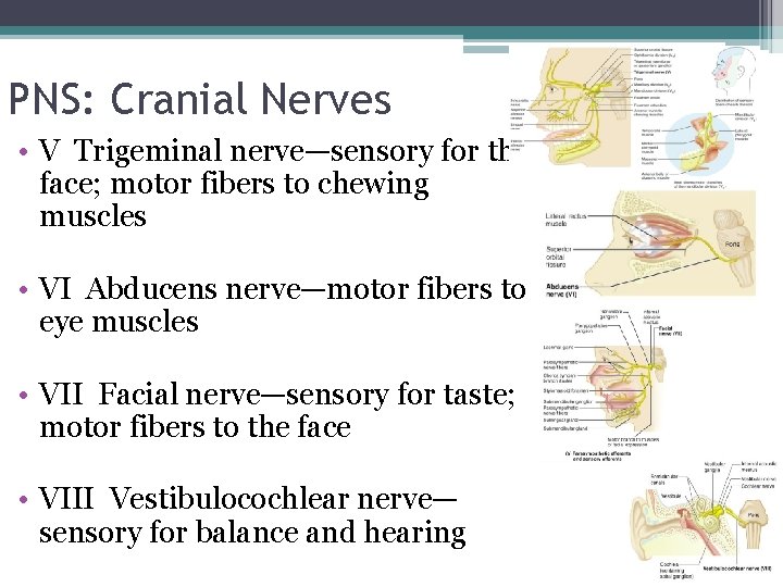 PNS: Cranial Nerves • V Trigeminal nerve—sensory for the face; motor fibers to chewing