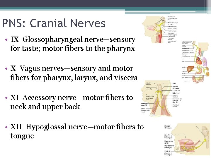 PNS: Cranial Nerves • IX Glossopharyngeal nerve—sensory for taste; motor fibers to the pharynx