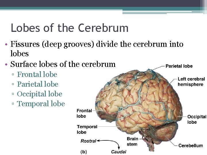 Lobes of the Cerebrum • Fissures (deep grooves) divide the cerebrum into lobes •