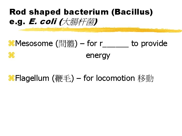 Rod shaped bacterium (Bacillus) e. g. E. coli (大腸杆菌) z. Mesosome (間體) – for