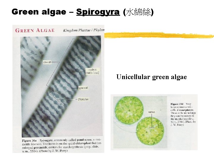 Green algae – Spirogyra (水綿絲) Unicellular green algae 