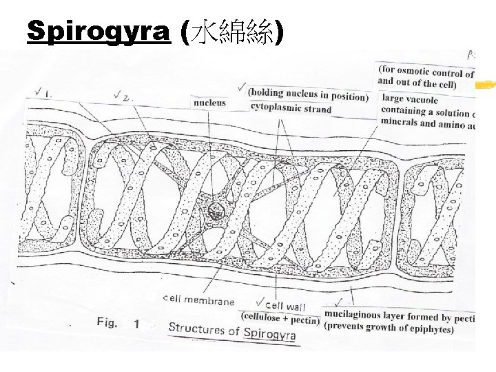 Spirogyra (水綿絲) 