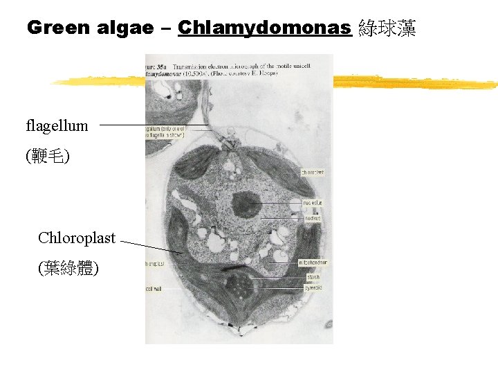 Green algae – Chlamydomonas 綠球藻 flagellum (鞭毛) Chloroplast (葉綠體) 