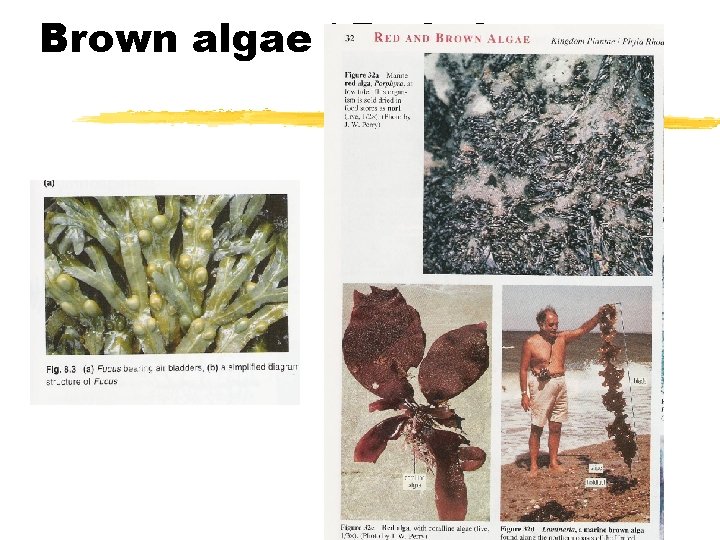 Brown algae / Red algae 